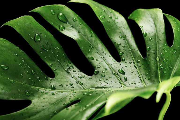 Monstera - idealna na rozpoczęcie przygody z egzotycznymi roślinami doniczkowymi