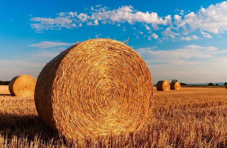 Znów chwasty dały o sobie, znać na polach gdzie posiadasz różnorodne uprawy?