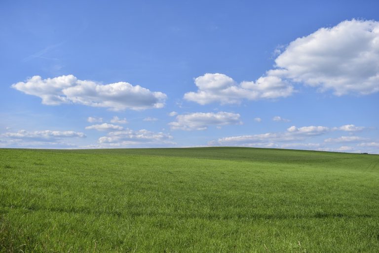Jak prawidłowo stosować insektycydy?
